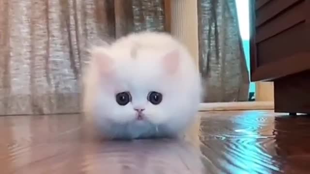 Cute cat baby funny videos || cats playing video