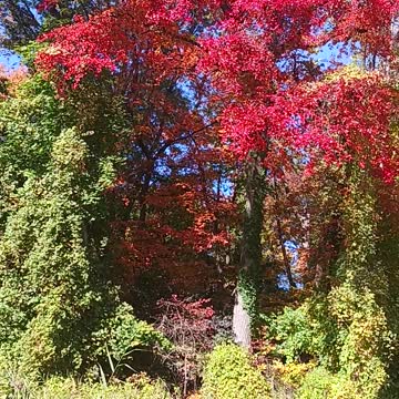 Fall foliage