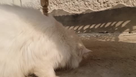 Cute and Funny Cat Videos Compilation 2021_#shorts#Quitecatvideo