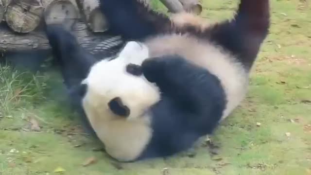 The naughty giant panda