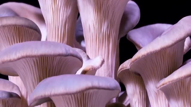 Mushrooms are not just a tasty addition to your omelette-wildlife Creator