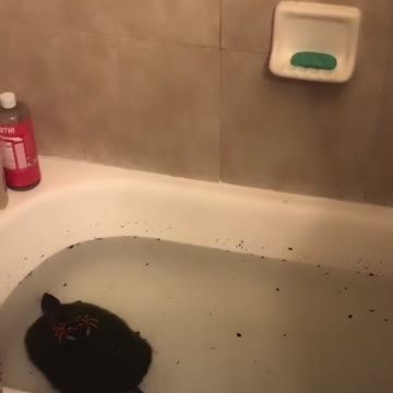 Man puts turtle in bathtub