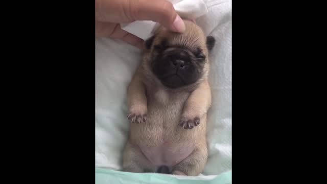 Cute little dog on spa time