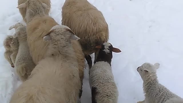 Sheep in snow