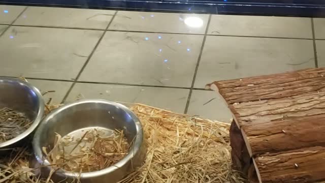 A group of rabbits in their cage eating