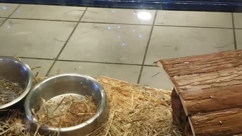 A group of rabbits in their cage eating