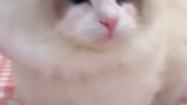 Vocal Cat Has To Have The Last Word In Argument With Owner