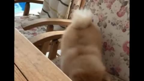 Cute dog reaction