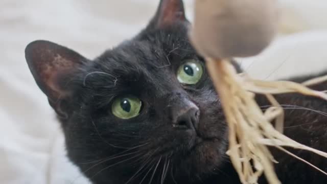 Playing Catch The Bait With A Cat 👁😻