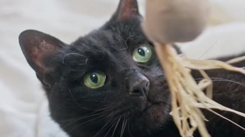 Playing Catch The Bait With A Cat 👁😻