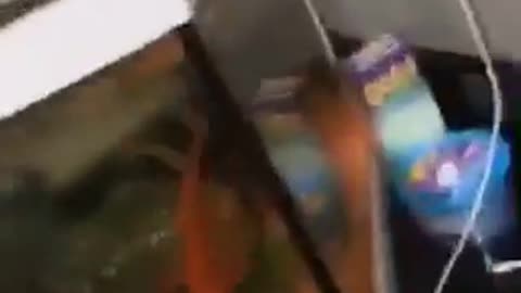 Man grabs fish from tank