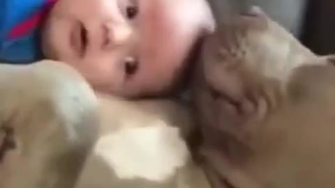 🤣Funny Dog Videos 🤣 🐶 It's time to LAUGH with Dog's life - Funny #Shorts
