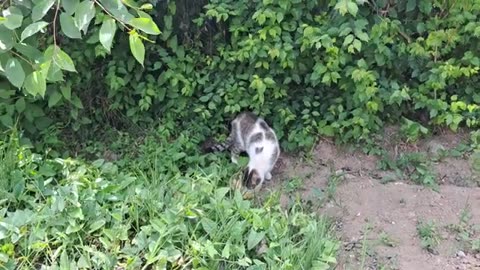 I gave food to a cute street cat. This cat is very cute.