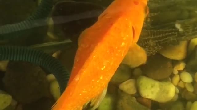 Micro HOOK Catches RIVER MONSTER _shorts Beautiful Fish short video