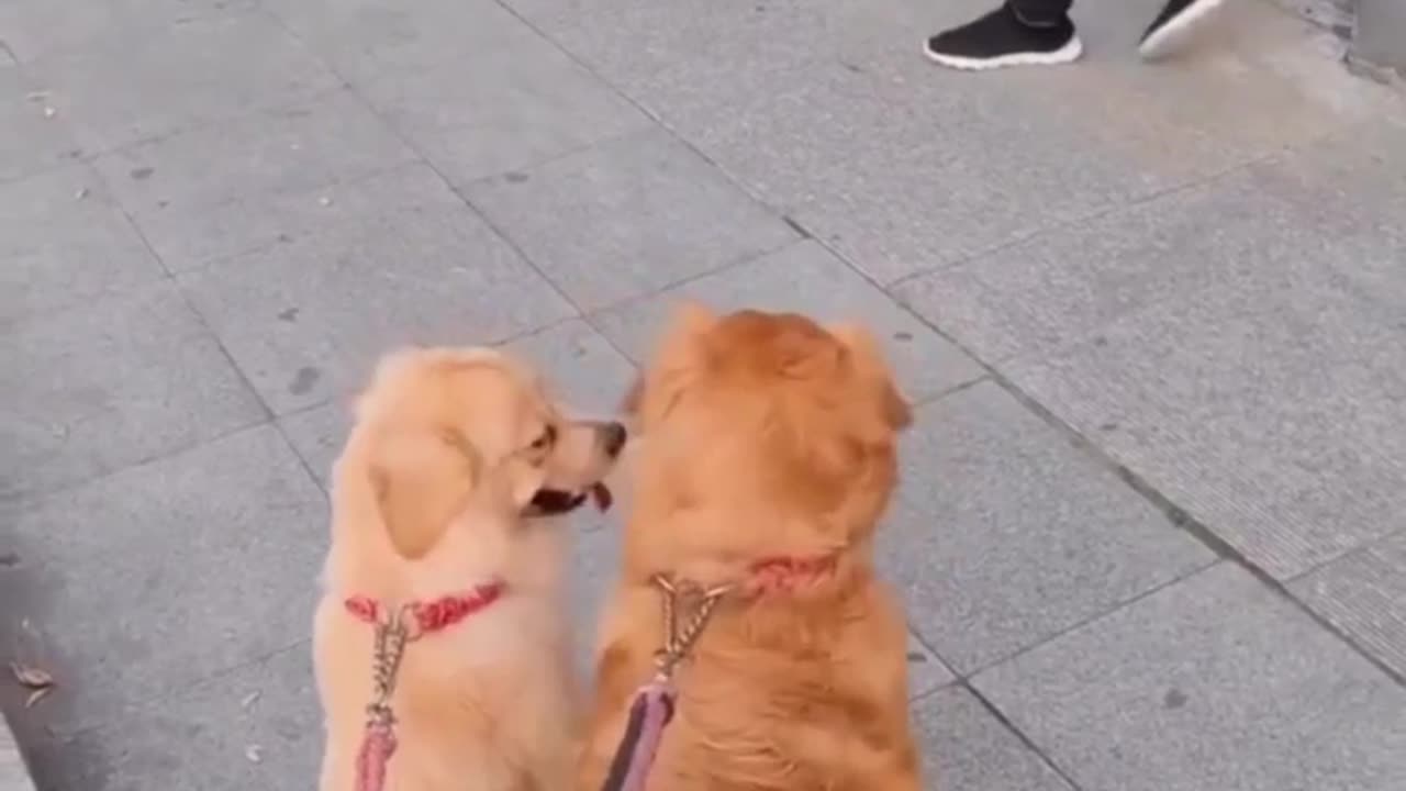 little puppy never fear anyone viral video