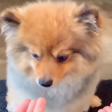 Adorable Puppy's Reaction To Treats! | Cute Animals