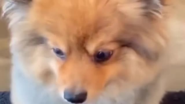 Adorable Puppy's Reaction To Treats! | Cute Animals