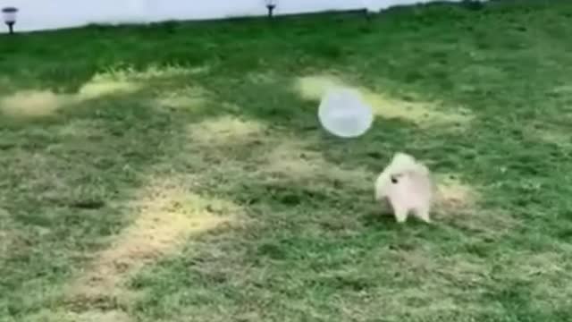 Cute & funny puppy, [ Most Funniest Puppy Ever]