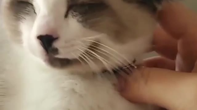 Funny cat and kittens meowing compilation.