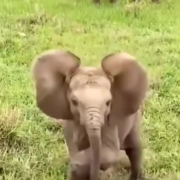 Adorable little elephant