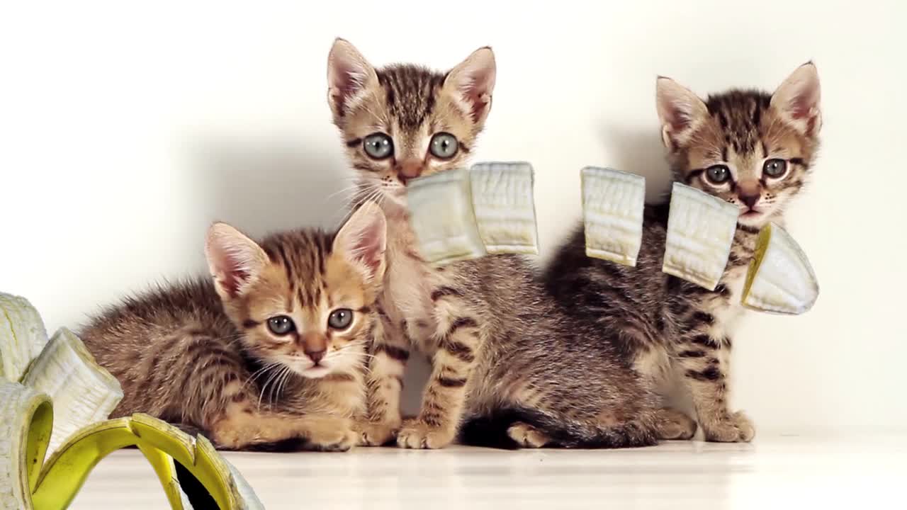 Fruit bandana cats