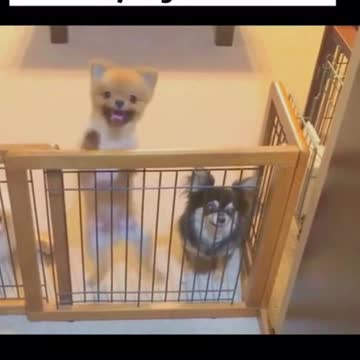 Cute Pet's Can Dance😲😺🐶🐹