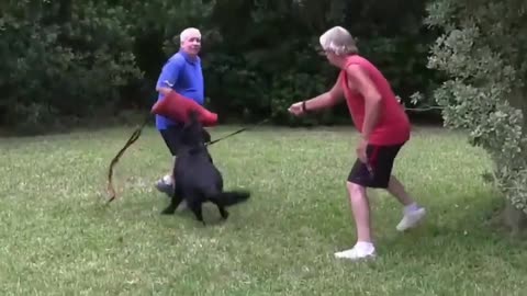 How To Make Dog Become Extremely Aggressive With Few Simple Tips (Specially recommended for Dogs)