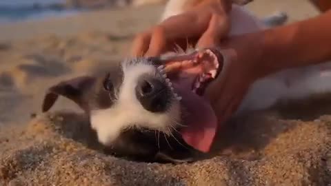 Funny Dogs Watch the beauty of this cute dog