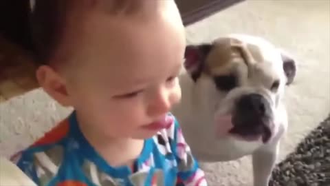 The dog eats from the mouth of a little boy! To tears