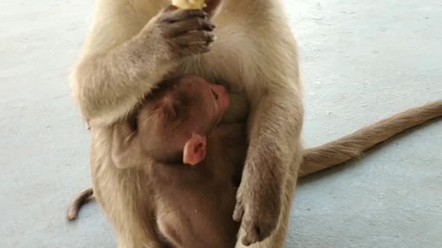 Cute Animals monkey Omg baby monkey and mom eat video