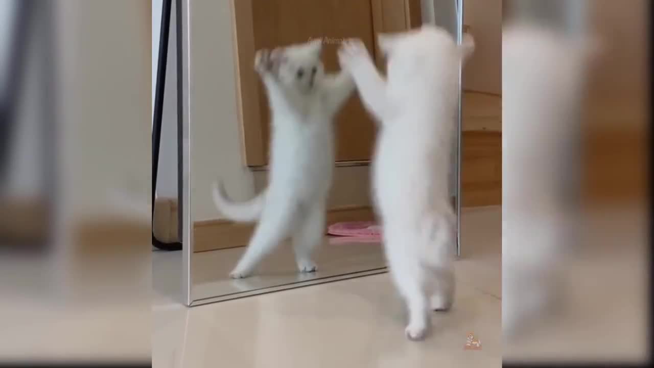 Cat playing with mirror you never seen this type of video