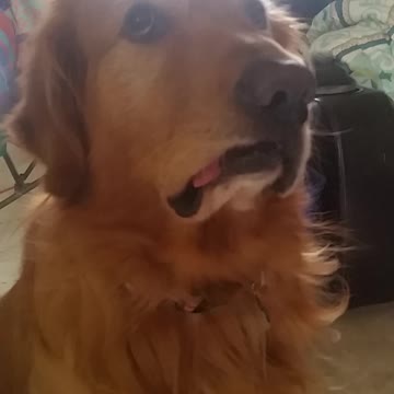 Golden Retriever thinks with his tongue