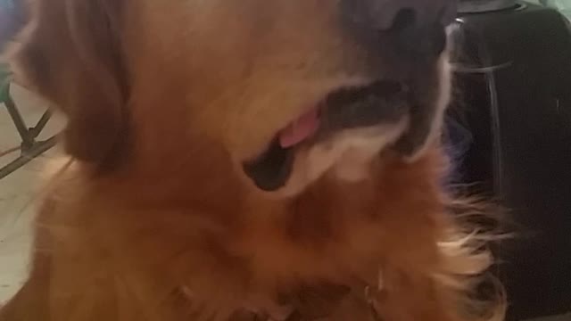 Golden Retriever thinks with his tongue