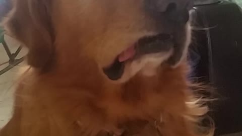 Golden Retriever thinks with his tongue