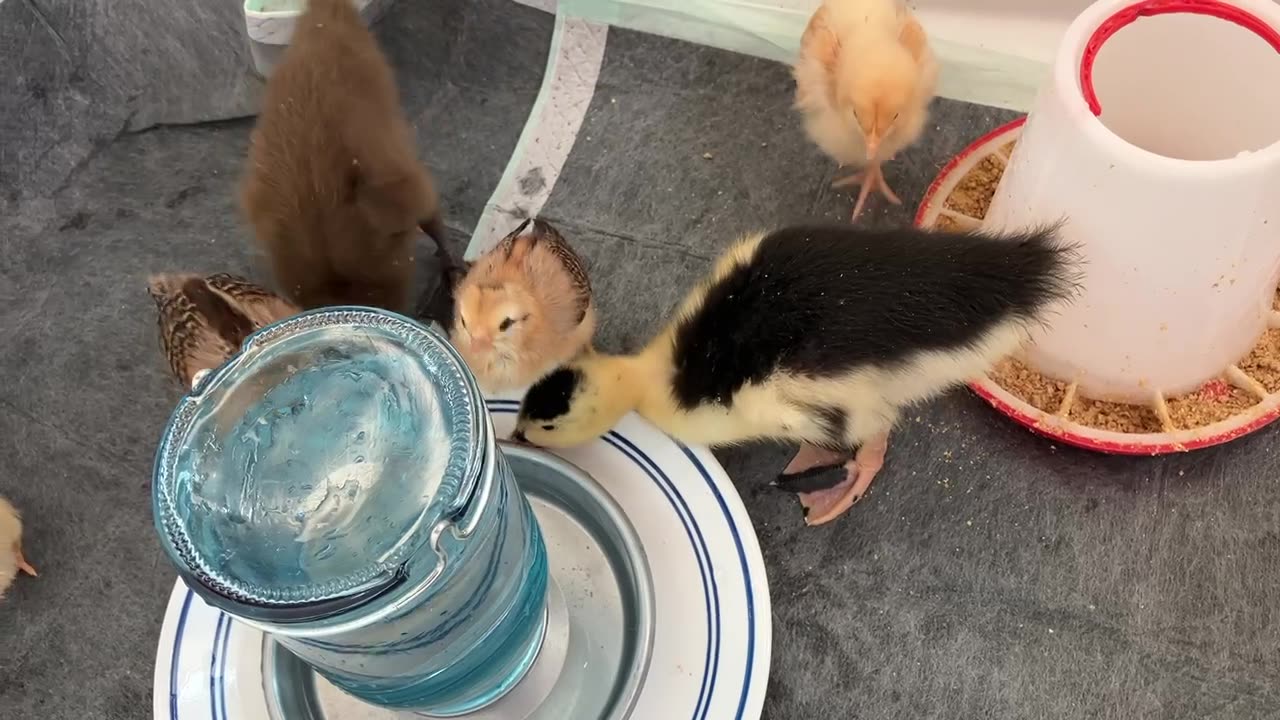 Day-Old Chickens and Ducks: New Flock Members