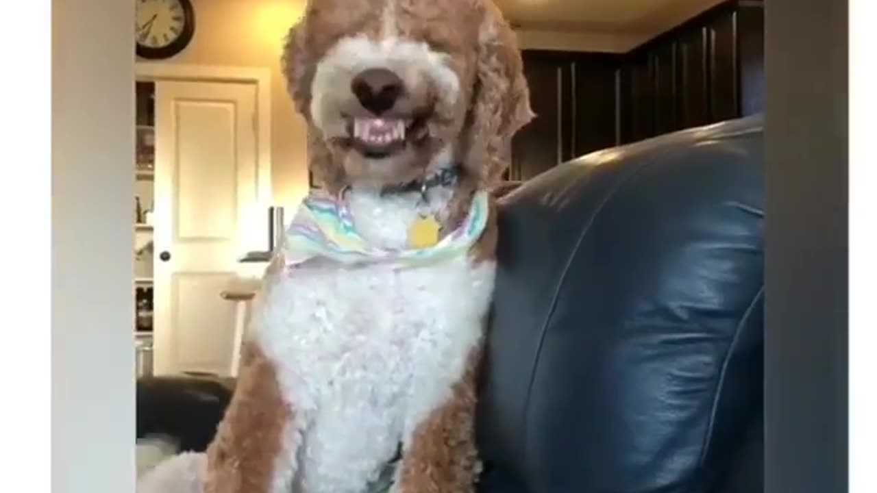 Funniest dog smiling