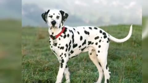 Information about the Dalmatian dog_Dalmatian dog