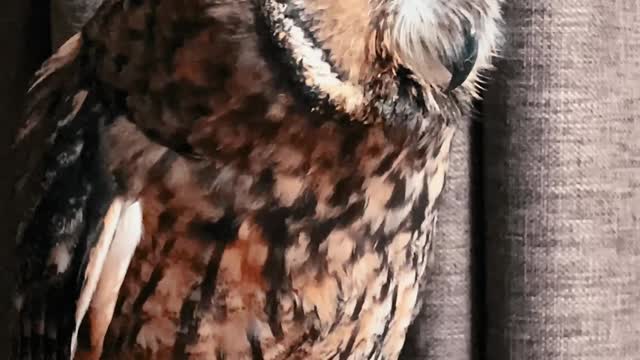 Amazing Owl Bird