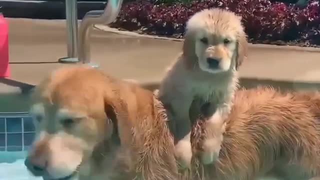 Does your doggy love water as Charlie & Bodie do? 😍