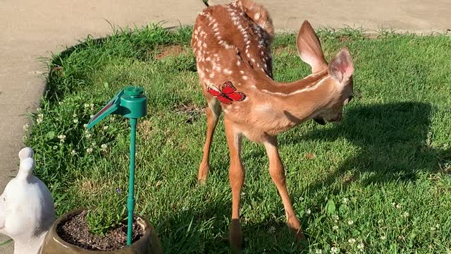 Bambi Plays with Solar Powered Butterfly