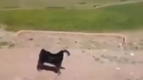 He really plays (Very funny video)