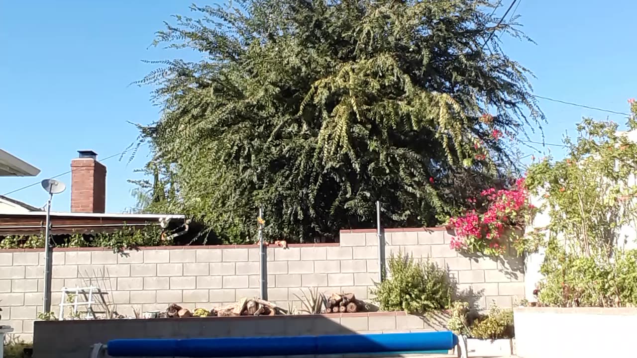 Kaiju and me..............IN THE POOL!!! Part 4