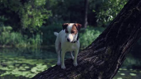 Dog Jack Russell climbed a tree and looks around