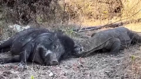 This wild boar has a hard time escaping from salamanders