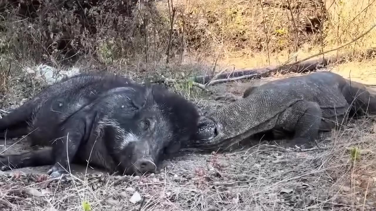 This wild boar has a hard time escaping from salamanders