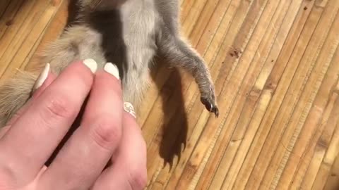 Meerkat Loves Tummy Rub