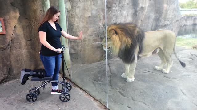 That was the scary attack Lion wants to get her scooter.