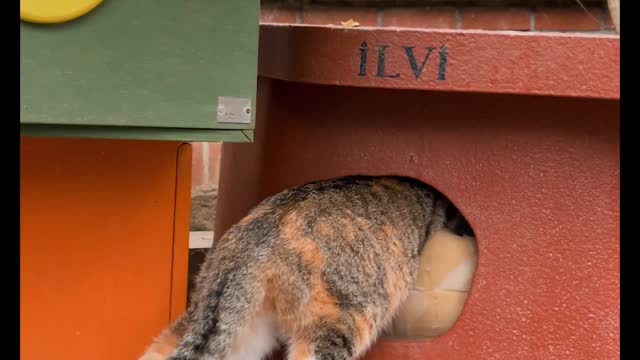 Cat Entering a Cat House