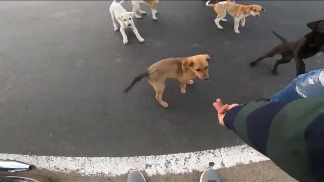 adorable dogs in herd