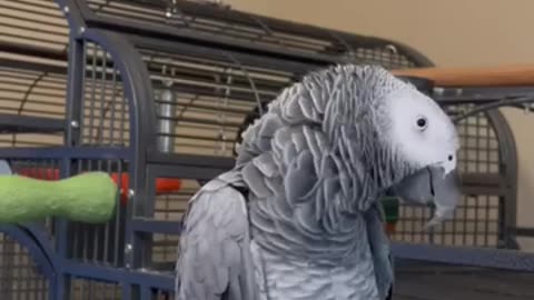 Smart parrot